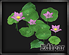 (ED1)lotus-7