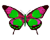 Butterfly11