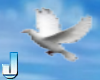 White Doves Flying