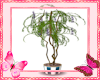 Fern Tree