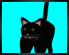 Dp Miss kitty