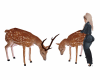 Fun with Deers