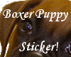 Boxer puppy!