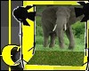 Elephant Photo Shoot