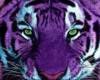 purple roar custom