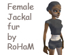 Female jackal fur