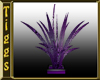 *M Purple Plant