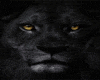 Lion Black