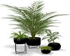 Blk Plant set