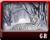 [G.R] Snow tiger
