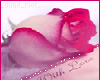 pink cuddle rose