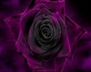 Purple Rose Delicatessen