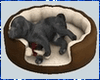 Kawaii Sleeping Dog