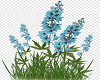 blue feild flowers