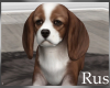 Rus Cute Spaniel Pup 2