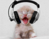  kitty rap
