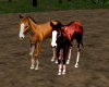 (SR) ANIMATED HORSES