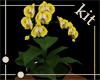 [Kit] Florist-Series-1