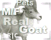 R|C Goat Silver M/F