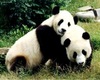 cuddle pandas
