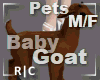 R|C Baby Goat Coffee M/F
