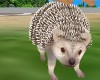 Pet A Cute Hedgehog