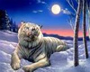 The Moon Lit Tiger