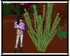 Euphorbia Cactus 