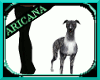 {AB} Rocky Greyhound Pet