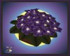 Z Violet Plant