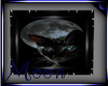SM~Moon Cat