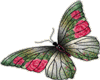 rose butterfly
