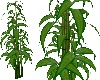 Bamboo Plant