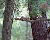 [PC]Animals-Squirrel2