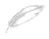 Feather of friendship