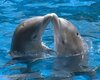Dolphin love