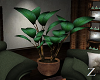 Z: Zen Large Plant