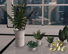 Re Indoor plants set