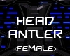 Head Antler [F]