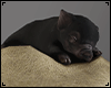 Piggy