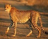 Cheetah DJ Light