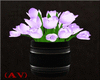 (AV) Purple Tulips