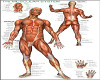LUVI MUSCLE POSTER 