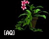 ~AQ~ Sky flower plants!!