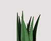 🌿 Aloe-v You Plant