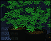 B♥ DANK PLANTS