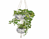 PLANTA COLGANTE ADORNATO