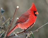 Red Robin Chat Seat