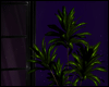 [ purple pool ] plant 2