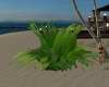 Paradise Beach Plant